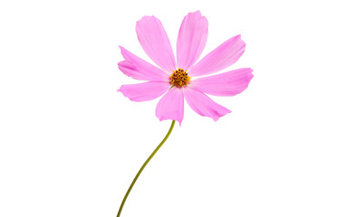 cosmea flower isolated