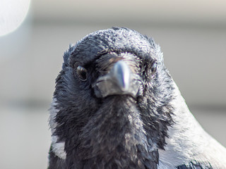 portret wony © Henryk Olszewski