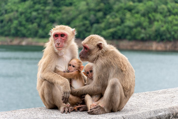Monkey parents, monkey mothers and baby monkeys live together as a family.