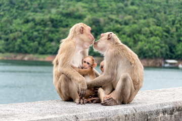 Monkey parents, monkey mothers and baby monkeys live together as a family.