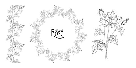 vector floral arrangement with rose flowers and rose buds