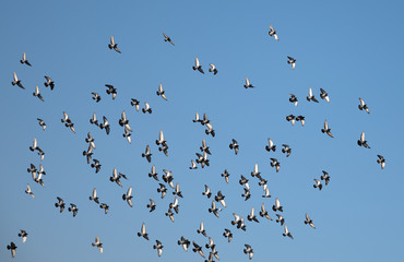 Many birds flying in the sky