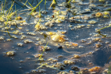 Golden bubbles of sludge gas on a swamp