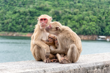 Obraz premium Monkey parents, monkey mothers and baby monkeys live together as a family.