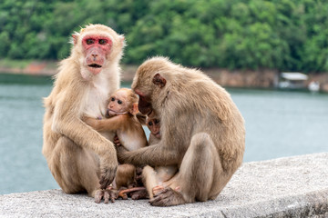 Monkey parents, monkey mothers and baby monkeys live together as a family.