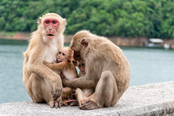 Fototapeta premium Monkey parents, monkey mothers and baby monkeys live together as a family.
