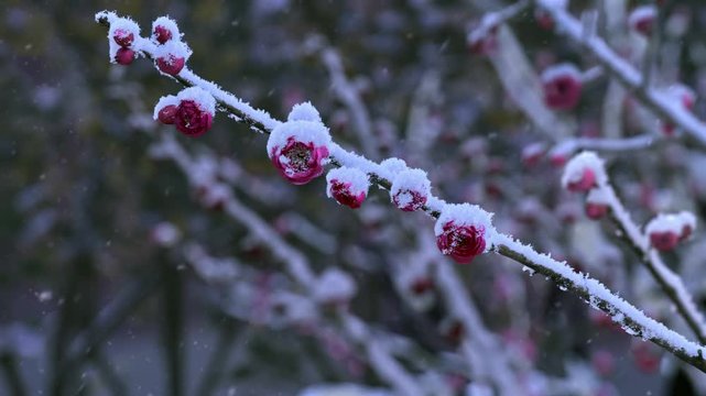 Fuchsia plum blossom swaying with the wind in the snow, winter scenery