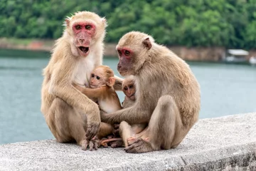Gardinen Affe Monkey parents, monkey mothers and baby monkeys live together as a family.  © Ratchapon