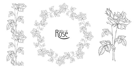 vector floral arrangement with rose flowers and rose buds