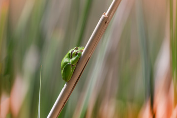 Hyla arborea - European tree frog resting on a reed leaf