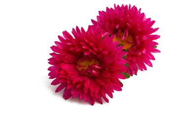 aster flower isolated