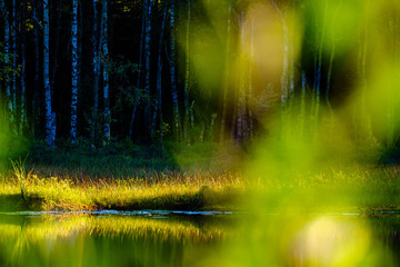 Calm lake and green leaves in front of forest, Sweden.