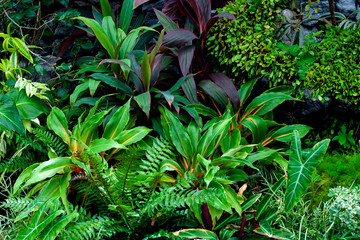 closeup nature view of green leaf texture, dark wallpaper concept, nature background, tropical leaf