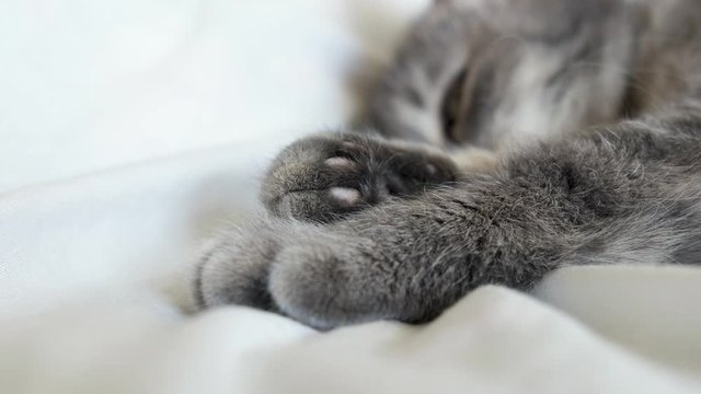 Grey cat paws on white bed. Fluffy kitten paws close-up. Cute cat’s feet stretching.