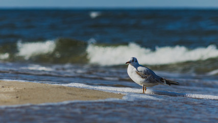 Mewa na Polskiej plaży 