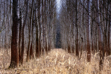 Fototapeta premium The alleys of birches in the deciduous forest in the middle is a strip of withered, yellow, mature grass