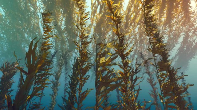 Underwater world under the sunlight, seaweed floating in the water