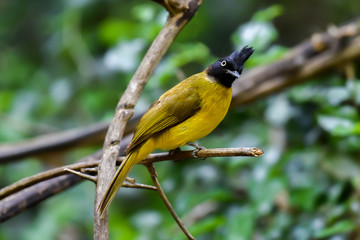 Black-crested Bulbul bird on tree branch.