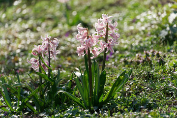 Hyacinthus orientalis - Blooming spring flower on a meadow in the park in sunshine