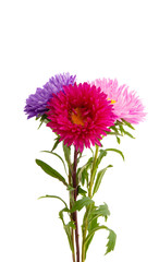 aster flower isolated