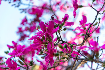 flowers and fruit of the paineira-rosa (Chorisia speciosa) tree in a park in southern Brazil