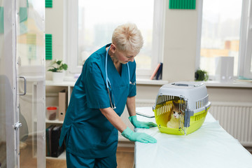 Mature woman in uniform working as a veterinarian in clinic she caring about the cat