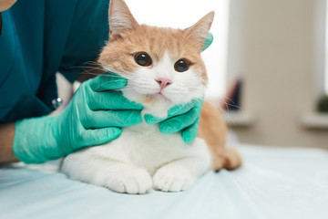 Close-up of domestic cat on the table examining by the veterinarian in clinic