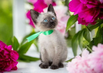 Naklejka na ściany i meble Siamese kitten sitting on a background of peonies flowers