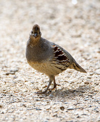 Gambel's quail stopping to look at the camera