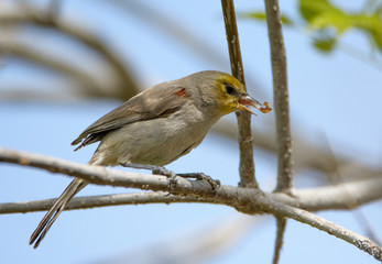 Common House Sparrow with a grub