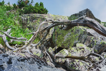 Alpine meadows Taganay