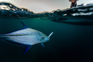 Naklejka premium fishing and catching a trevally