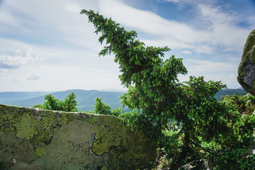 Alpine meadows Taganay