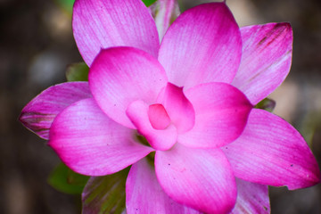 Fototapeta na wymiar pink wild flower with close up macro view