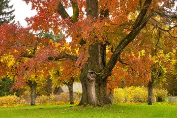 Mikhaylovskoye - State museum-reserve of Alexander Pushkin. Giant elm in front of main house. Pskov oblast. Russia