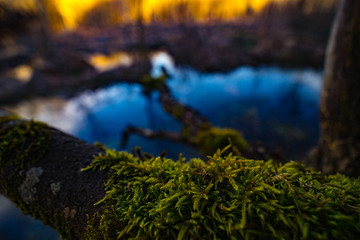 Moos auf Ast mit kleinem See im Wald 