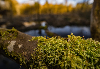 Moos auf Ast mit kleinem See im Wald 