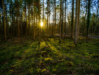 Moosboden im Wald mit Gegenlicht 