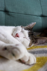 Fototapeta na wymiar cat sleeping on bed