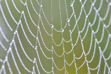 Spinnennetz