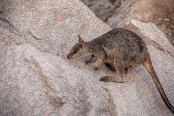 kleines Felskänguru beim Schnuppern
