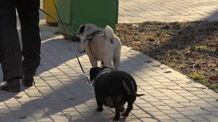 Stock 4k Clip 6A woman is walking two small dogs along the street. Summer day