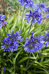 Purple blue flowers of the Aganpanthus Orientalis plant in full bloom