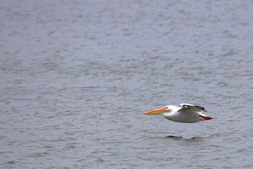 American White Pelican 0849