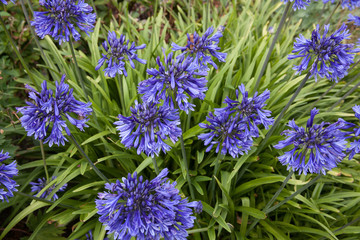 The purple blue flowers of a Aganpanthus Orientalis plant