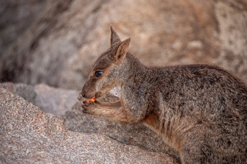 Rock Wallaby beim Essen
