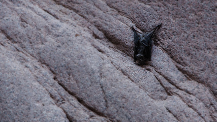 a bat on Sinai
