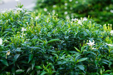 White jasmine flower with green leaves closeup