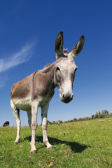 Naklejka na ściany i meble Wild gray donkey on the spring pasture