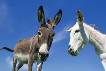 Foto auf Acrylglas Antireflex Portrait of Two funny face white and gray curious donkeys © Geza Farkas